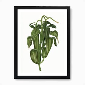 Venus Fly Trap (Dionaea Muscipula) Watercolor Art Print