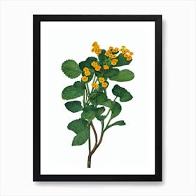 Pocketbook Plant (Calceolaria Herbeohybrida) Watercolor Art Print