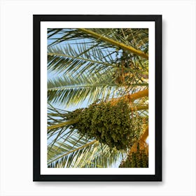 Green fruits and leaves of a date palm Art Print