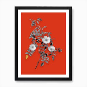 Vintage Reddish Rosebush Black and White Gold Leaf Floral Art on Tomato Red n.0534 Art Print