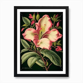 Mandevilla 2 Floral Botanical Vintage Poster Flower Art Print