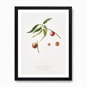 Peach (Prunus Persica) From Pomona Italiana (1817 1839), Giorgio Gallesio , Art Print