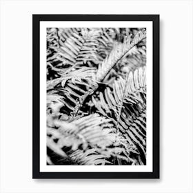 Forest Fern Art Print