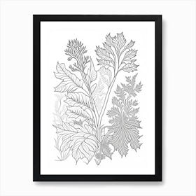 Pleurisy Root Herb William Morris Inspired Line Drawing 1 Art Print