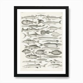 Ichthyology, Oliver Goldsmith Art Print