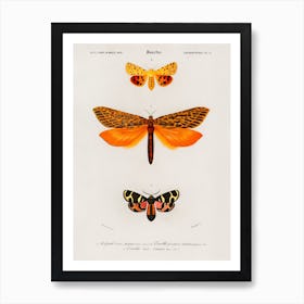 Different Types Of Moths, Charles Dessalines Art Print