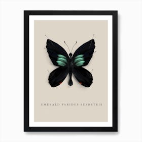 Butterfly No8 Art Print