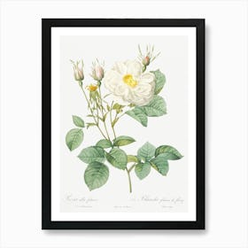 White Leaf Of Fleury, Pierre Joseph Redoute Art Print