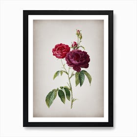 Vintage Purple Roses Botanical on Parchment n.0296 Art Print
