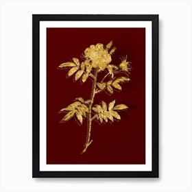 Vintage Rosa Redutea Glauca Botanical in Gold on Red n.0238 Art Print