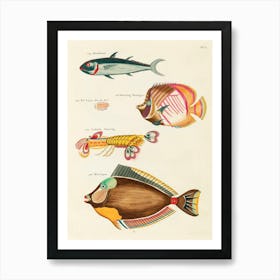 Colourful And Surreal Illustrations Of Fishes And Lobster Found In Moluccas (Indonesia) And The East Indies, Louis Renard(52) Art Print