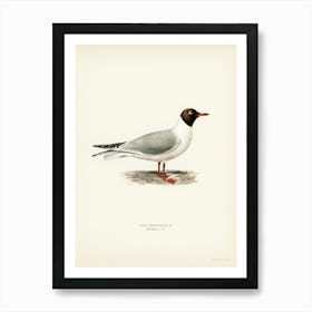 Black Headed Gull, The Von Wright Brothers Art Print