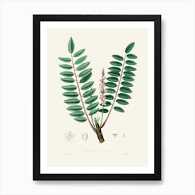 Vintage Botanical John Stephenson and James Morss Churchill Art Print_2731653 Art Print