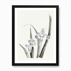 Chinese Iris Art Print