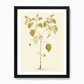 Chinese Gooseberry Art Print