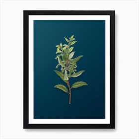 Vintage Evergreen Oak Botanical Art on Teal Blue n.0772 Art Print