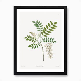 Acacia from La Botanique de J. J. Rousseau, Pierre Joseph Redoute Art Print