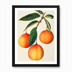 Loquat Watercolour Fruit Painting Fruit Art Print