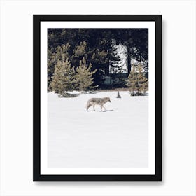 Coyote In Winter Art Print