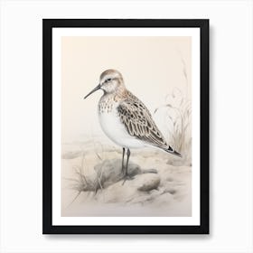 Vintage Bird Drawing Dunlin 1 Art Print