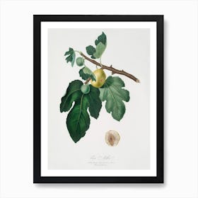 Fig (Ficus Carica) From Pomona Italiana (1817 - 1839), Giorgio Gallesio 1 Art Print