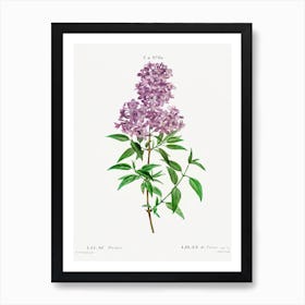 Persian Lilac, Pierre Joseph Redoute Art Print