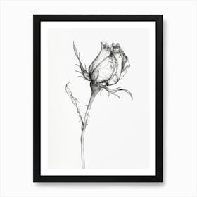 English Rose Black And White Line Drawing 6 Art Print