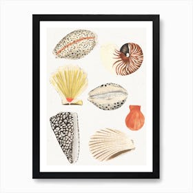 Shells Art Print