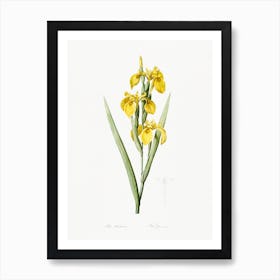 Irises Illustration From Les Liliacées, Pierre Joseph Redouté Art Print