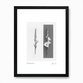 Gladiolus Botanical Collage 3 Art Print