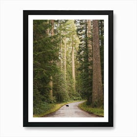 Redwood Forest Dream - Black Bear Animals Art Print