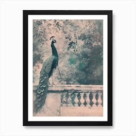 Vintage Cyanotype Inspired Of A Peacock On The Balcony Art Print