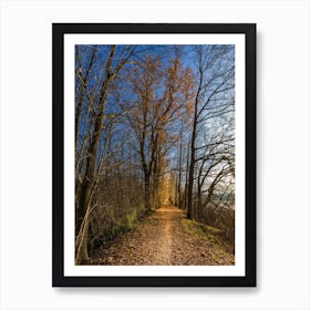 Autumn In The Woods Art Print