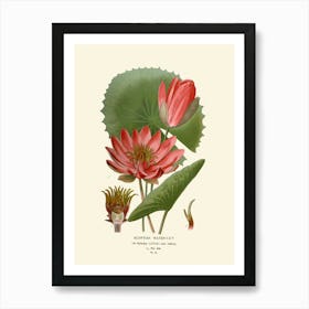 Water Lily 1 Art Print