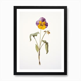 Pressed Wildflower Botanical Art Downy Yellow Violet Viola 2 Art Print