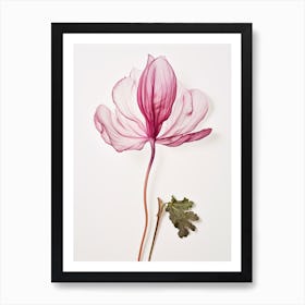 Pressed Flower Botanical Art Cyclamen Art Print