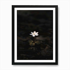 White Flower In The Dark 29 Art Print