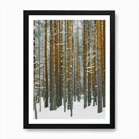 Pine Forest In Winter Snow Nature Art Print