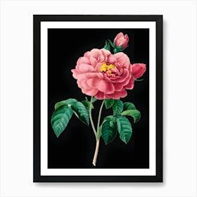 Pink Rose 1 Art Print