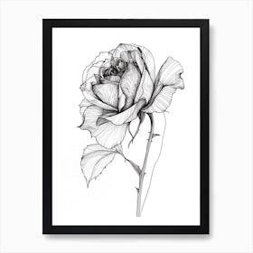 English Rose Black And White Line Drawing 5 Art Print