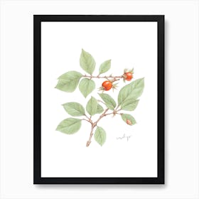 English Hedgerow Rosehip - Botanical Wall Print Set | Floral Collection Art Print