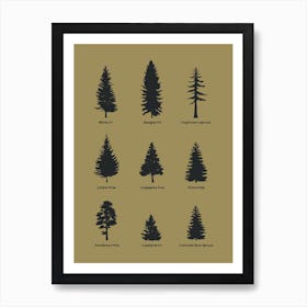 Conifer Tree Diagram Art Print