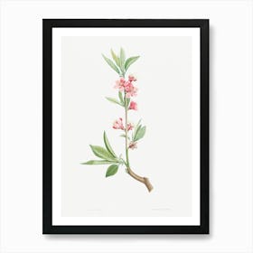 Pink flowers from La Botanique de J. J. Rousseau, Pierre Joseph Redoute Art Print