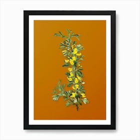 Vintage Caragana Spinosa Botanical on Sunset Orange n.0949 Art Print