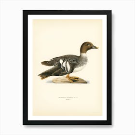 Goldeneye Female, The Von Wright Brothers Poster