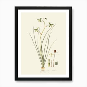 Sassafras 7 Art Print