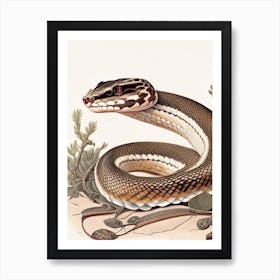 Mexican Dusky Rattlesnake Vintage Art Print