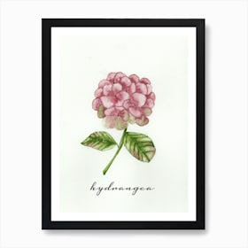 Pink Hydrangea Art Print