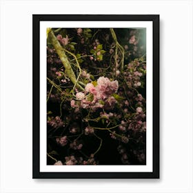 Cherry Blossoms At Night Art Print