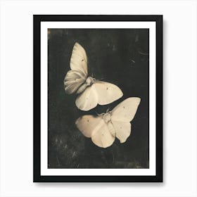 Two White Butterflies 1 Art Print